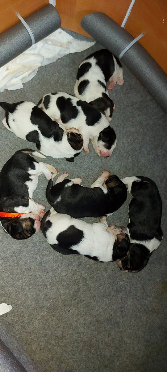 AndTorran's tweet image. 