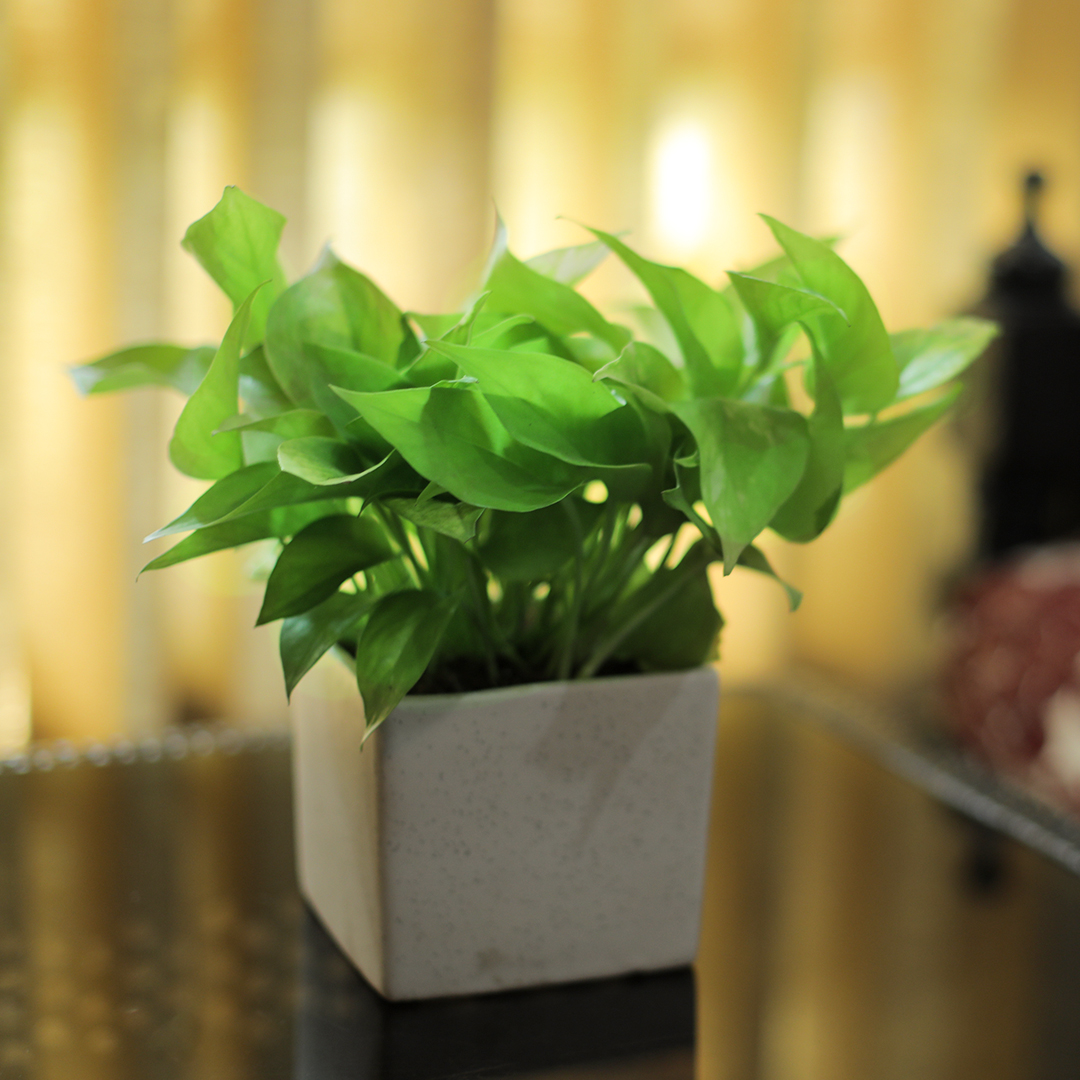Nurturing_Green's tweet photo. Money Plant Gold has large, glossy, light yellow leaves which can brighten any space! It fills your space with greenery and brings in good luck, happiness, and prosperity. It is a hardy and low-maintenance air-purifying plant. 
Money Plant Gold. https://t.co/43EEyAcQcl