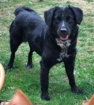 millypod1's tweet photo. 🆘21 NOV 2021. BUNNY NERVOUS RESCUE
#Lost #ScanMe #Tagged 
Black/White Cross Breed Female
#Berkeley in #Gloucestershire #GL13 https://t.co/QxSpajBuFN https://t.co/3XbzdIxQGF