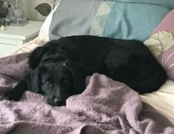 millypod1's tweet photo. 🆘21 NOV 2021. BUNNY NERVOUS RESCUE
#Lost #ScanMe #Tagged 
Black/White Cross Breed Female
#Berkeley in #Gloucestershire #GL13 https://t.co/QxSpajBuFN https://t.co/3XbzdIxQGF