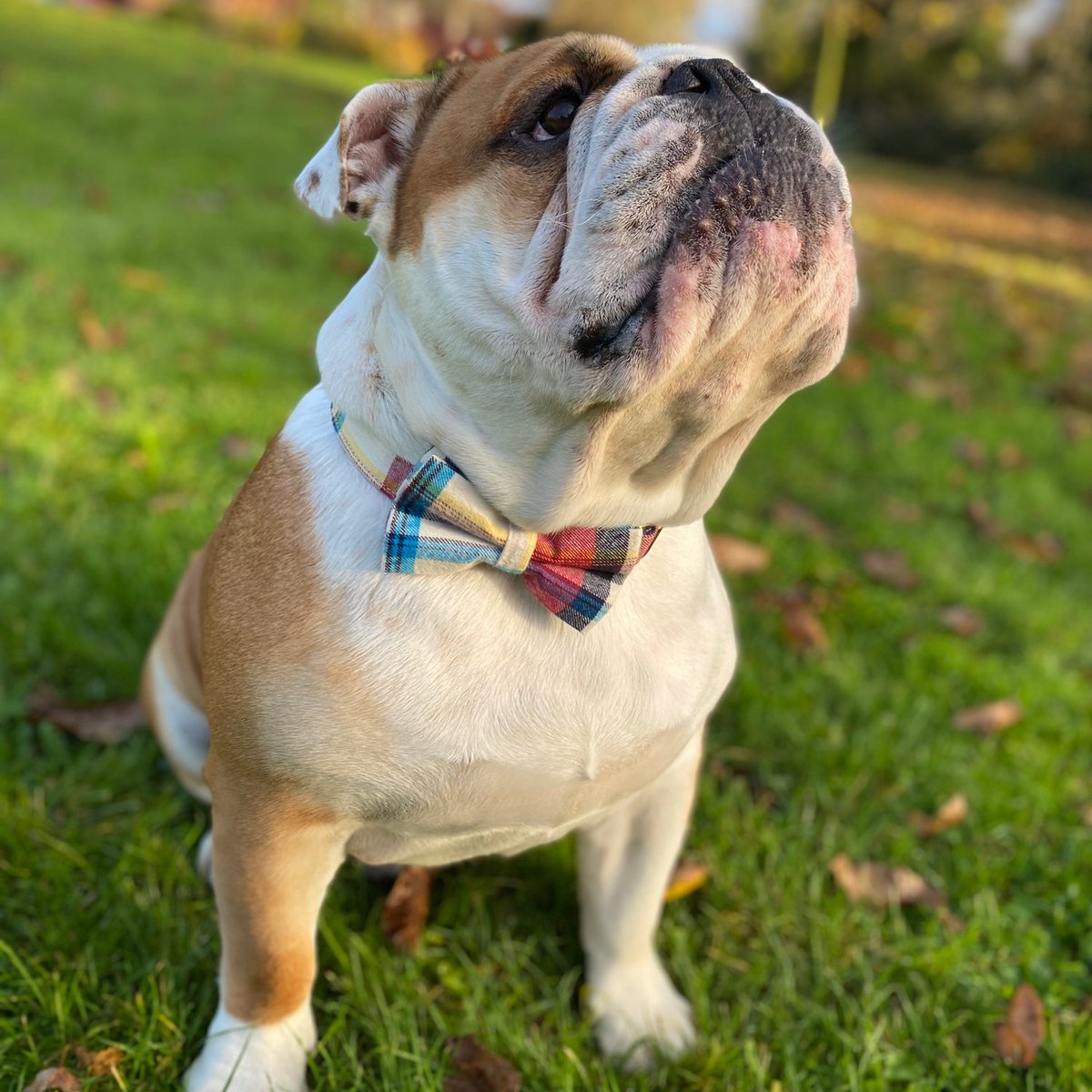 barney_bulldog's tweet photo. Hello everyone, Iβm celebrating 3,000 followers on Twitter (and 3,200 on IG) with an exclusive 20% discount at @packleashes https://t.co/36n0z0l0HX just use code BARNEY. Here I am in my very fancy Winston collar and bow tie β€οΈπΎπΆ Barney #BarneyTheBulldog #Packleashes #Bulldog https://t.co/DojrbUge1Y