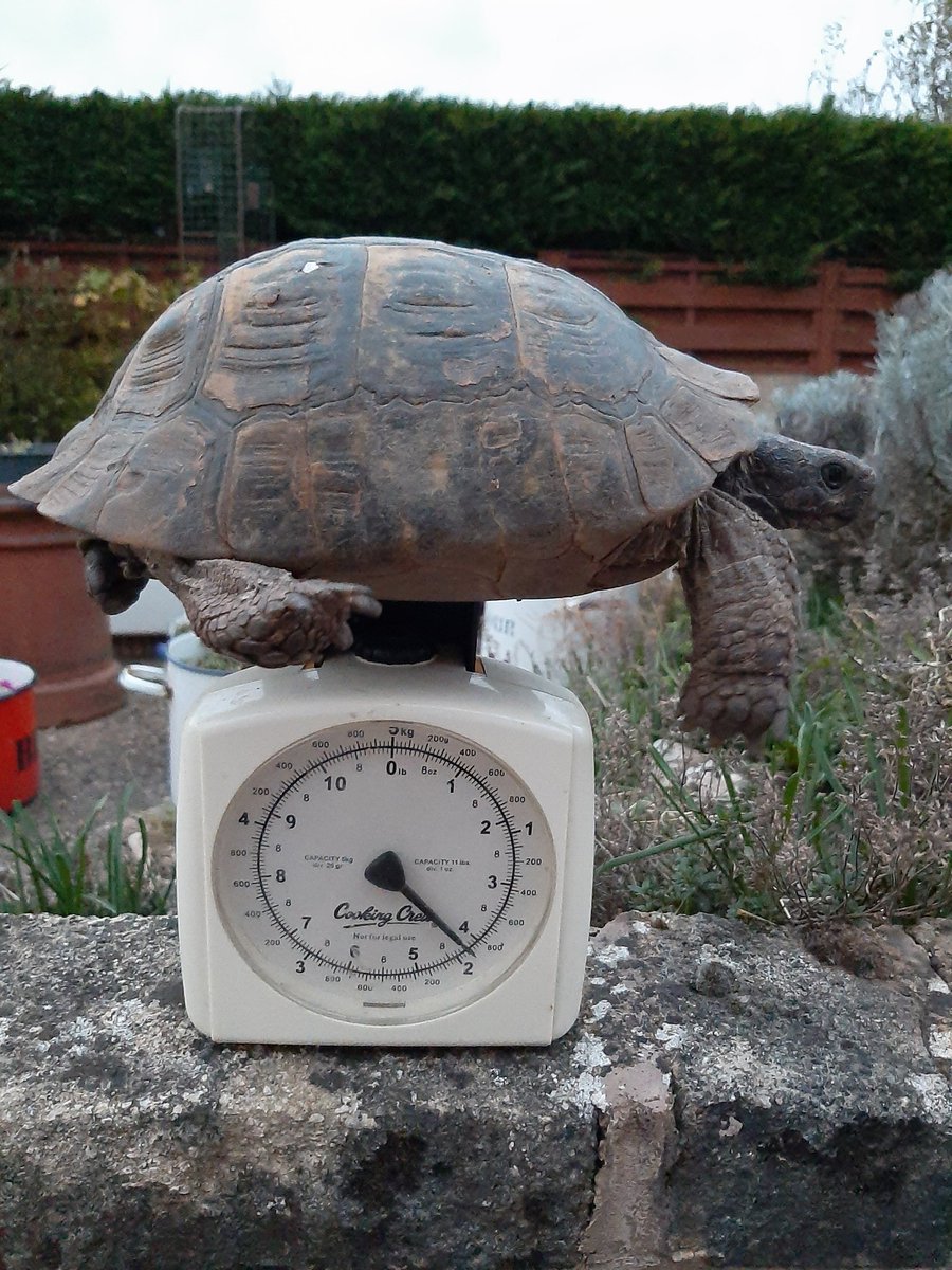 The old fella is the heaviest he's ever been going into hibernation 💪. Ready to wreak havoc after the frosts! #tortoise