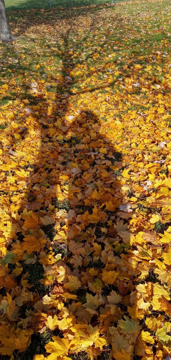 FeniliaE's tweet photo. Casting shadows #ThePhotoHour #StormHour #fotografia #nature https://t.co/EVhfdcr7St