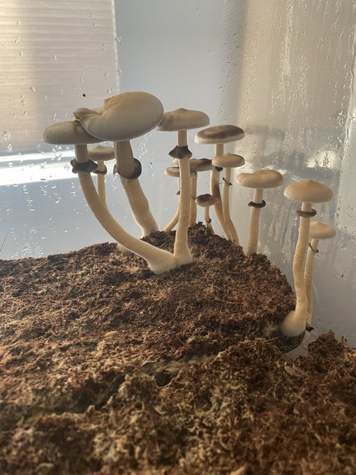 growing psilocybin til i die https://t.co/aLVZAVvP1Q