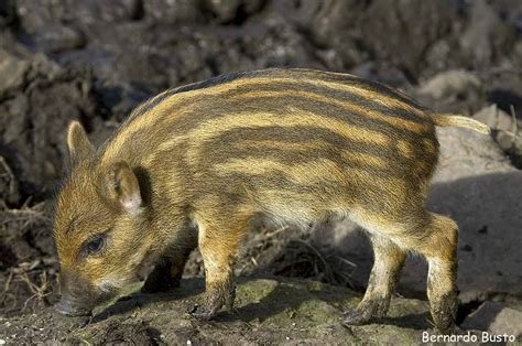 PetsLalinea's tweet photo. Terrible noticia 
El gobierno de #Murcia autoriza la caza de jabalíes todo el año ,  ,el crimen perfecto , la victima perfecta , un animal indefenso y perseguido , la única plaga son los cazadores 
#NoALaCaza 
#JabaliesLibresDeCaza https://t.co/ab6eCuVJpk