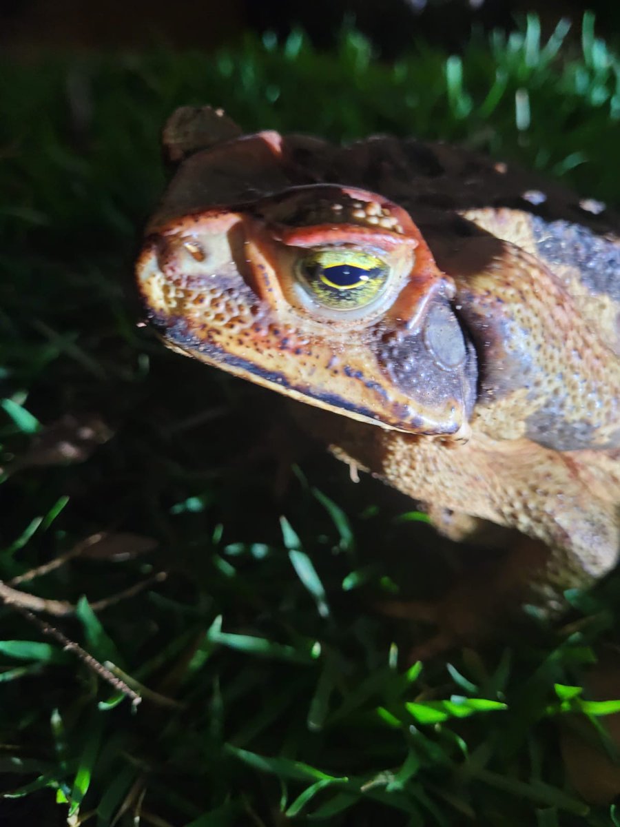 mmmares's tweet photo. Visitinha em um início de noite chuvoso 🐸 @ElGrandSapon quem é esse lindo/linda, vc sabe? https://t.co/xGm6xScsdA