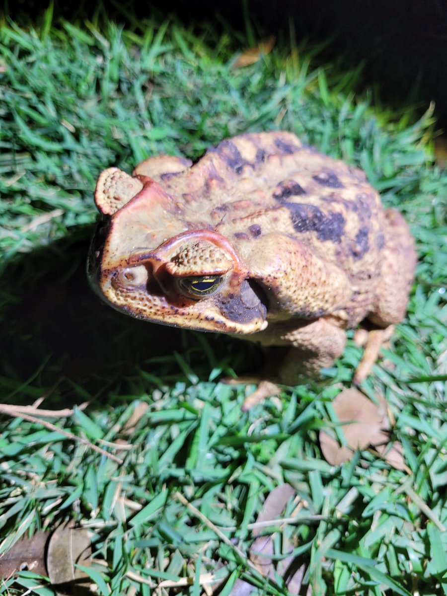 mmmares's tweet photo. Visitinha em um início de noite chuvoso 🐸 @ElGrandSapon quem é esse lindo/linda, vc sabe? https://t.co/xGm6xScsdA