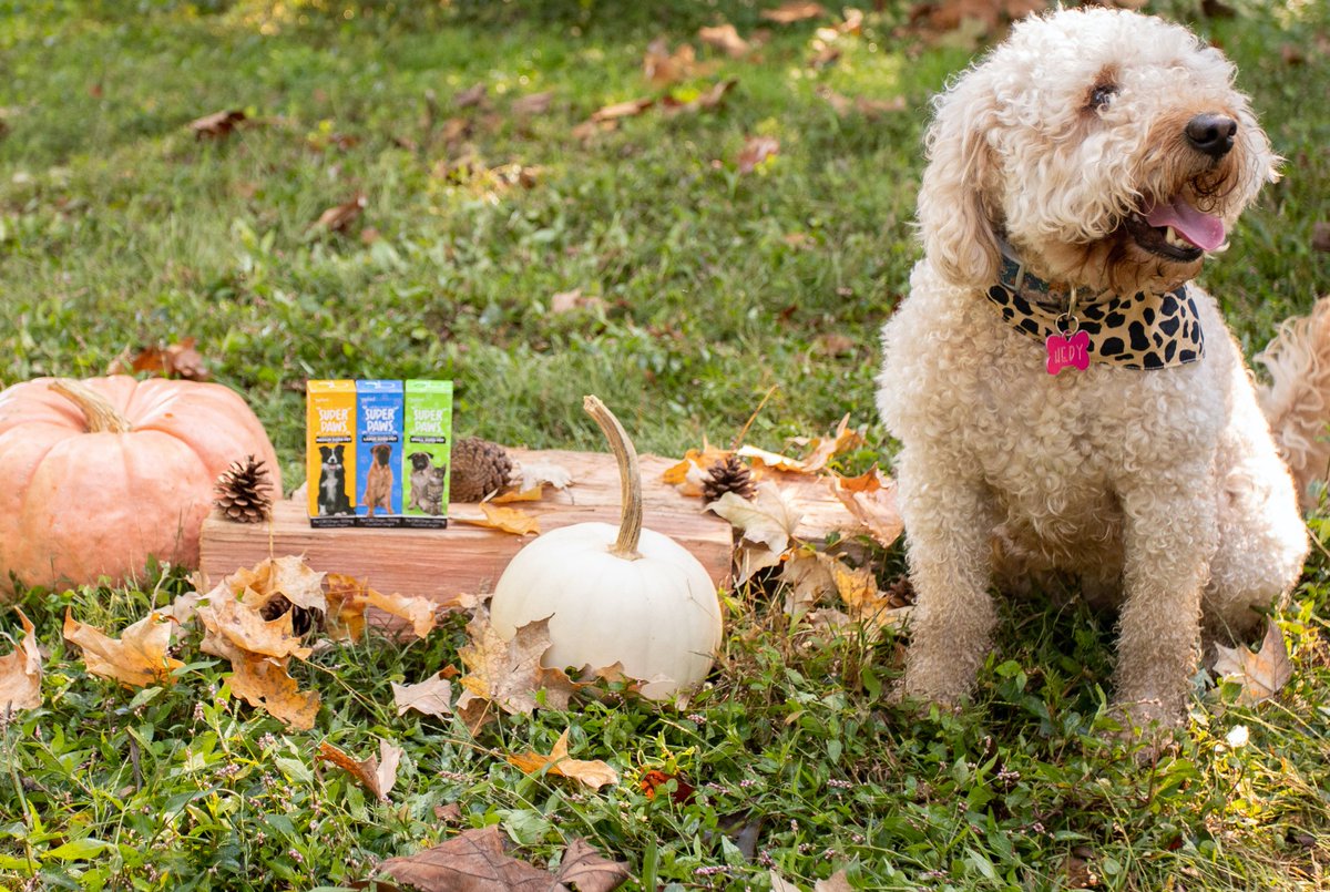 AppliedBotanics's tweet photo. Holiday Pro Tip: Give your guests a break during this hectic #Thanksgiving week by helping your pup feel at ease. 

#cbdfordogs #petcbd #superpaws #dogsoftwitter #dogs #cbd #livehealthandhappy https://t.co/lfEnc1J4lT