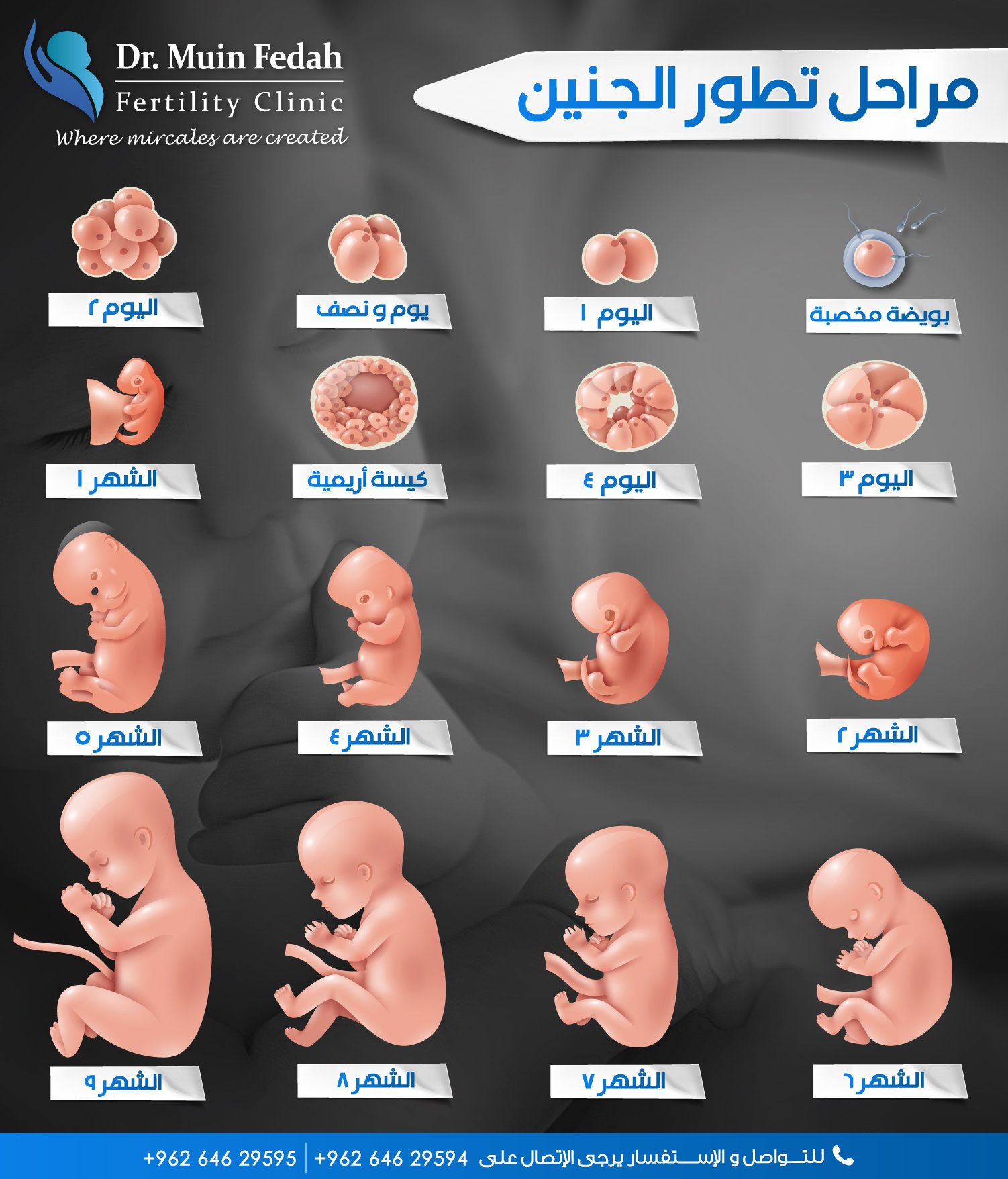 Dr.Muin Fedah on Twitter: "مراحل تطور الجنين 💙 https://t.co/ZaEAO1m1kw" /  Twitter