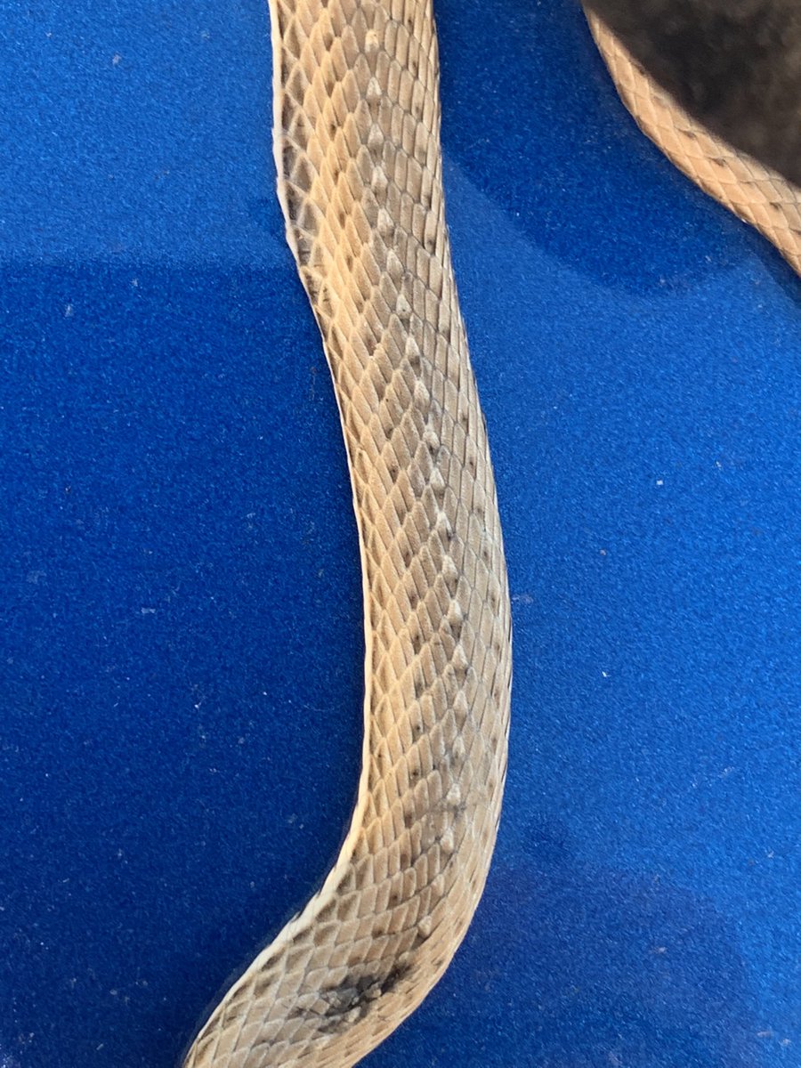 Help! This dead snake was found in our front garden in Leeds. Struggling to identify. Grass snake?? <a href="/IoloWilliams2/">Iolo Williams</a> <a href="/ChrisGPackham/">Chris Packham</a>