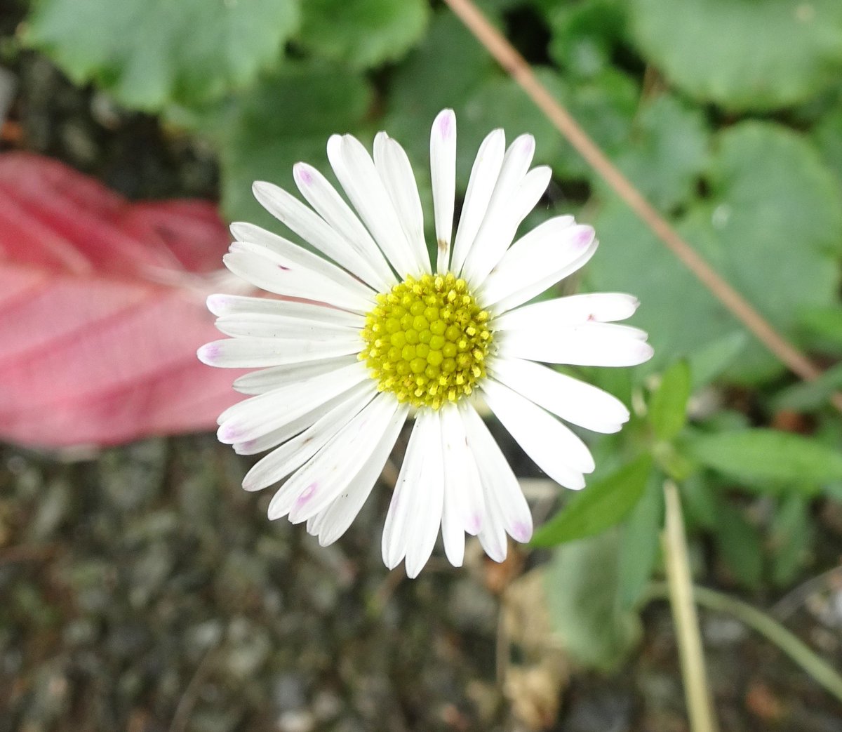 Hardly a flower to be found this week so I was pleased to spot this single Daisy growing out of the pavement in #Porlock car park on Friday. #WildFlowerHour #CarParkPlants #PavementPlants #Daisies