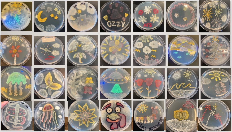 ElonBiology's tweet photo. It’s time for the Microbial Art competition in Bio2133 Microbiology Lab! Go to our Facebook page to vote (via “likes”) for your favorite and learn more about the microbiology concepts behind it https://t.co/SqmQ2COyCw