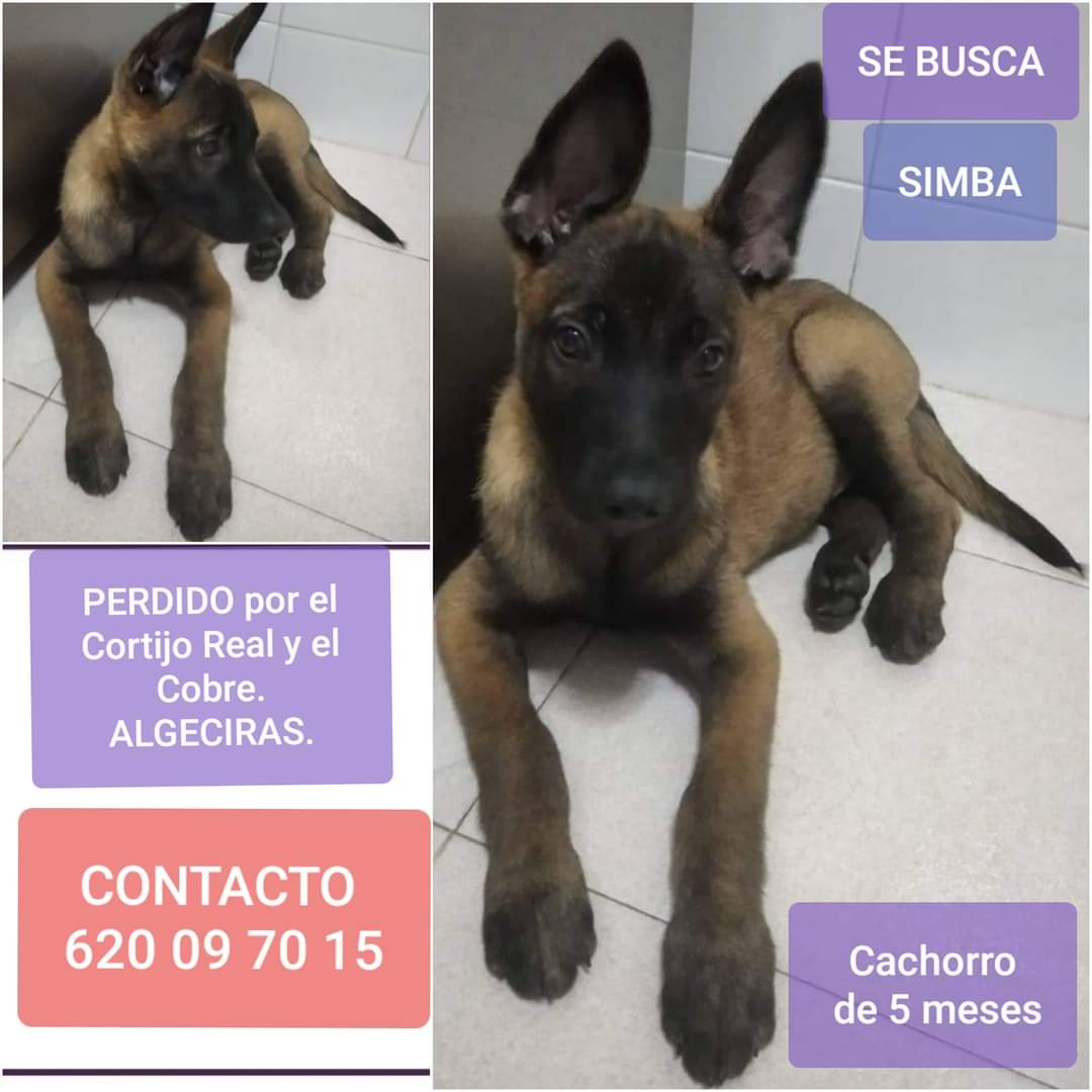 PetsLalinea's tweet photo. SIMBA, cachorro perdido en Cortijo Real y el Cobre, #ALGECIRAS 
Por favor a ver si podéis ayudarme a encontrar a mi perro perdido en el cortijo real zona por el cobre es un Illinois de 5 meses mi teléfono es 620097015 por favor si lo veis avisarme gracias
https://t.co/VJgbuQL5Fr https://t.co/zIofYPF79s