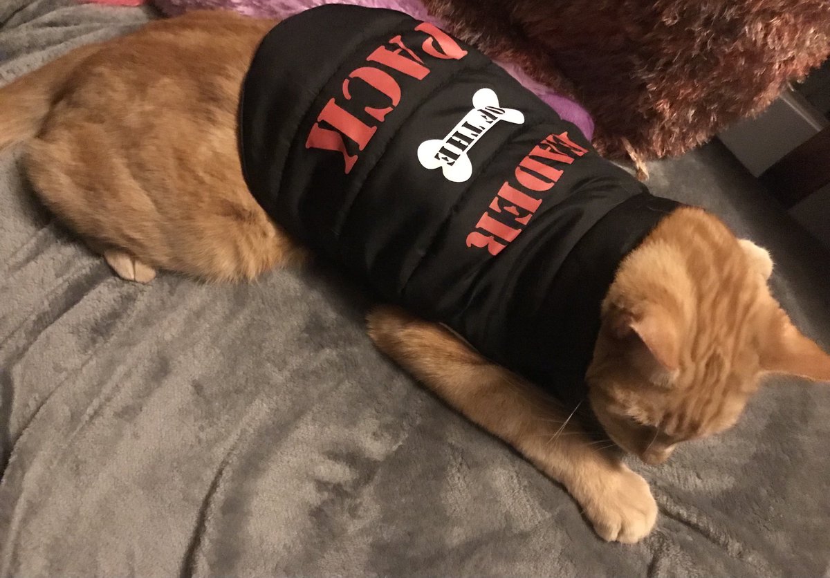 TubbyBats's tweet photo. The #gingerninja was get cold, so he went for a body warmer. #teamtabby #cat #catoftwitter #leaderofthepack #catclothes #winterkitty https://t.co/bP4KNTo911