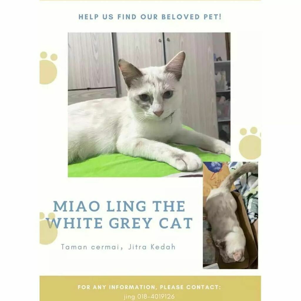 lostcatmalaysia - Twitter Search / Twitter