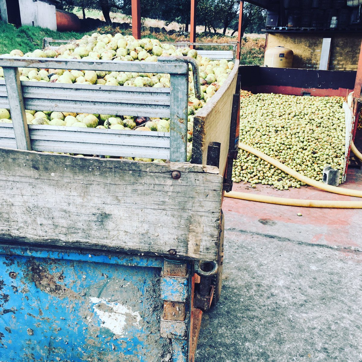 Campaña 2021 Domingo de #Regona 🍏🍎 cosecha propia #monovarietales <a href="/sidradeasturias/">Sidra de Asturias</a> <a href="/copaeasturias/">COPAE Asturias</a> 🍏🍎#cider #Terroir #CosechaPropia 😍#Pomaradas #applecider #appelcider #homegrown #Asturias #villaviciosa