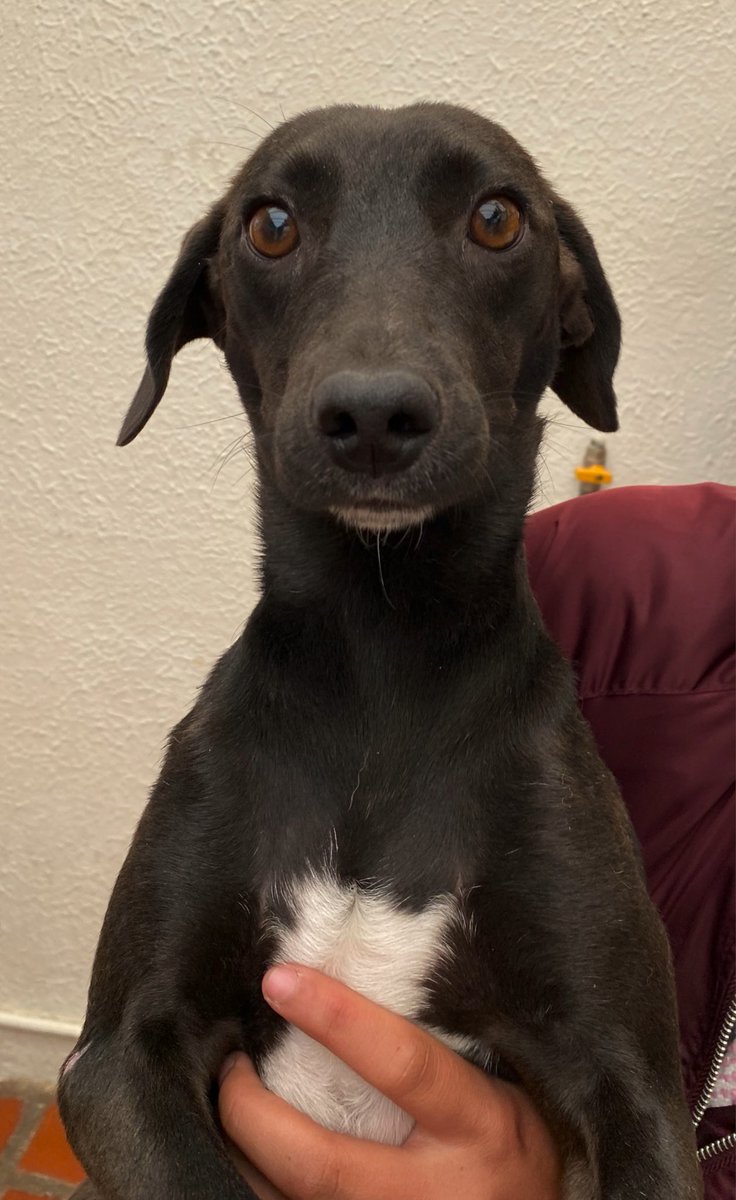 AsociacionMi's tweet photo. Nadie pregunta por nuestros negritos y no sabemos por qué 😕🥺 ellos y ellas necesitan hogares, ya están esterilizados y lo mejor son muy lindos y juiciosos, ayúdanos a compartir para que encuentren hogares lindos. 

📲 3118009018 - 3118239988 ❤️❤️ https://t.co/gqxu8gNTG1