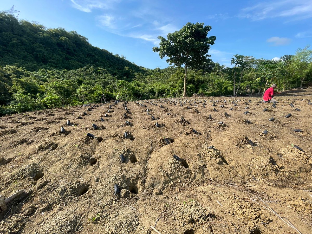Sembra_Global's tweet photo. @sembra we create an inclusive working place, where the import is our team and #WomensChampion is our main goal...farming #castorbeans to produce #castor oil in #colombia @juangobotero working for the #Farmers @USAID_Colombia @UN_Women @GobSucre @castorbean2021 @IvanDuque https://t.co/LfGvmSpMUJ