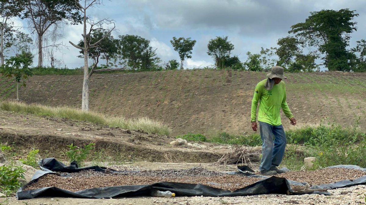 Sembra_Global's tweet photo. @sembra we create an inclusive working place, where the import is our team and #WomensChampion is our main goal...farming #castorbeans to produce #castor oil in #colombia @juangobotero working for the #Farmers @USAID_Colombia @UN_Women @GobSucre @castorbean2021 @IvanDuque https://t.co/LfGvmSpMUJ