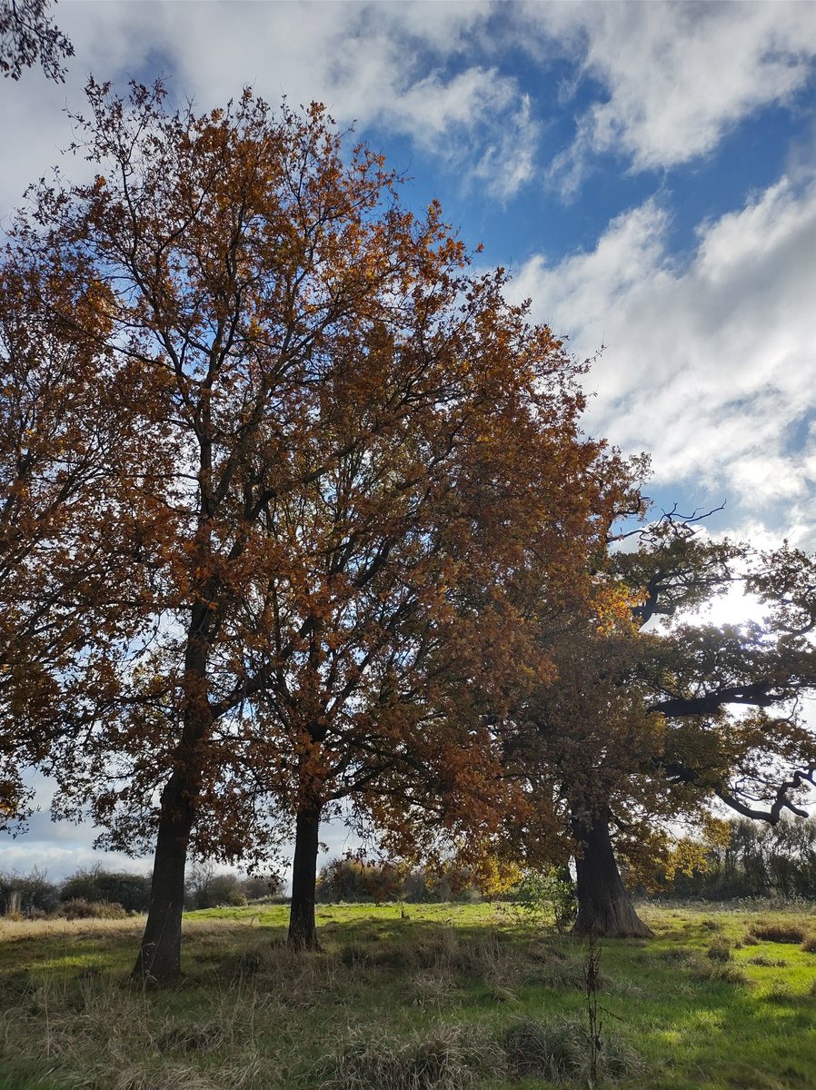 JoOLeary's tweet photo. @runvember Day 21
#AutumnColours #BlueSkies #AutumnSunshine #Running #RunEveryDay #30runsin30days https://t.co/hoaQTWPVDM