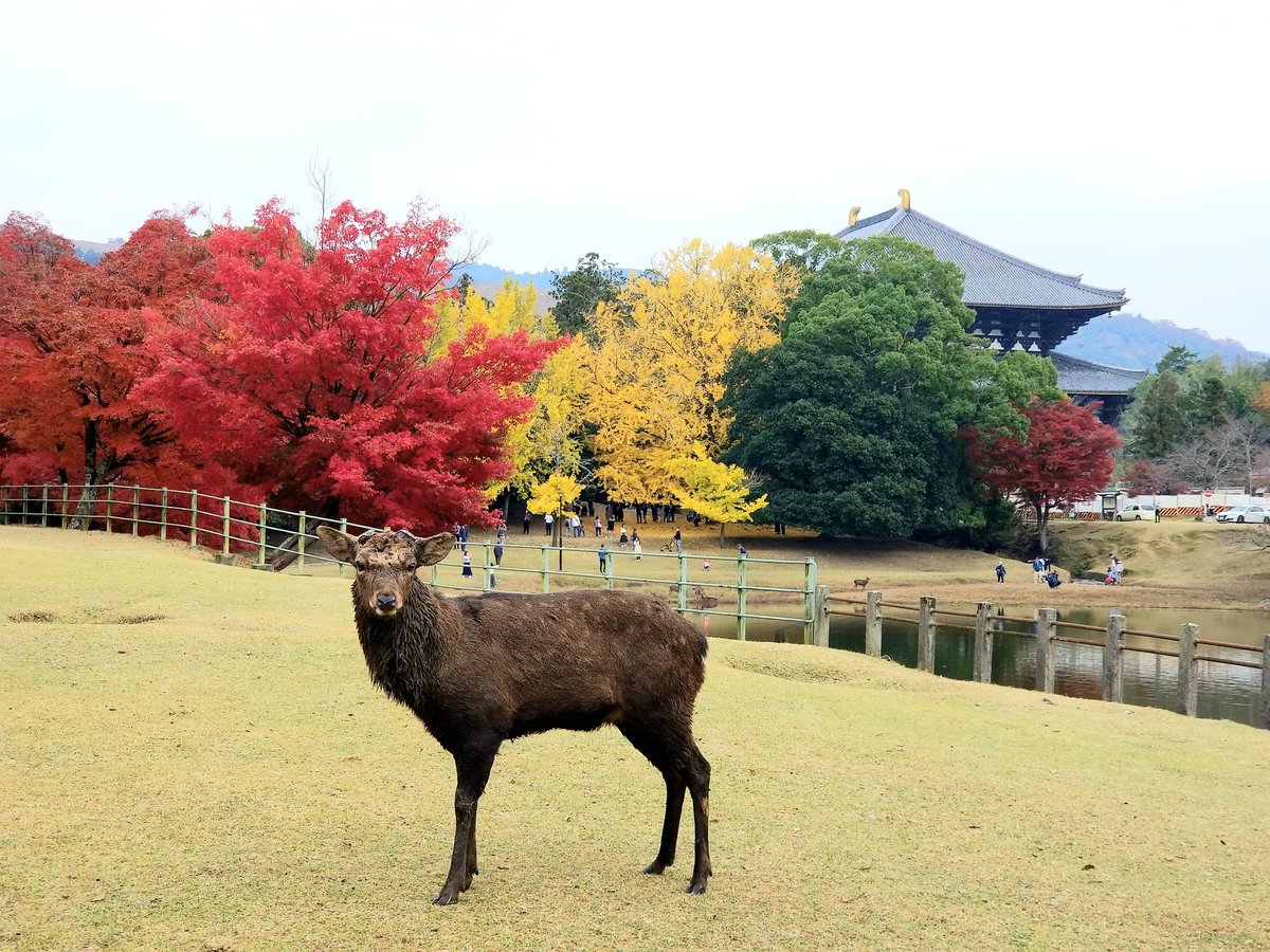 奈良公園で紅葉黄葉が見頃でした。2021年11月21日。