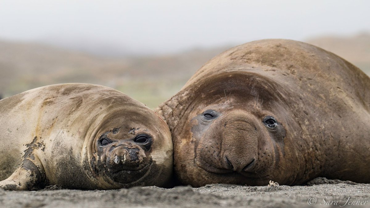 These #elephantseals were made for each other. Have you ever seen one in person?

Picture by Sara Jenner.
