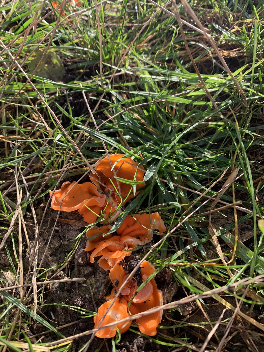 cherry_ugly's tweet photo. Very cool find today on my walk orange peel fungus!! #orange #fungus #spore #mushroom #mycology #foraging https://t.co/gUVHBBBzhc