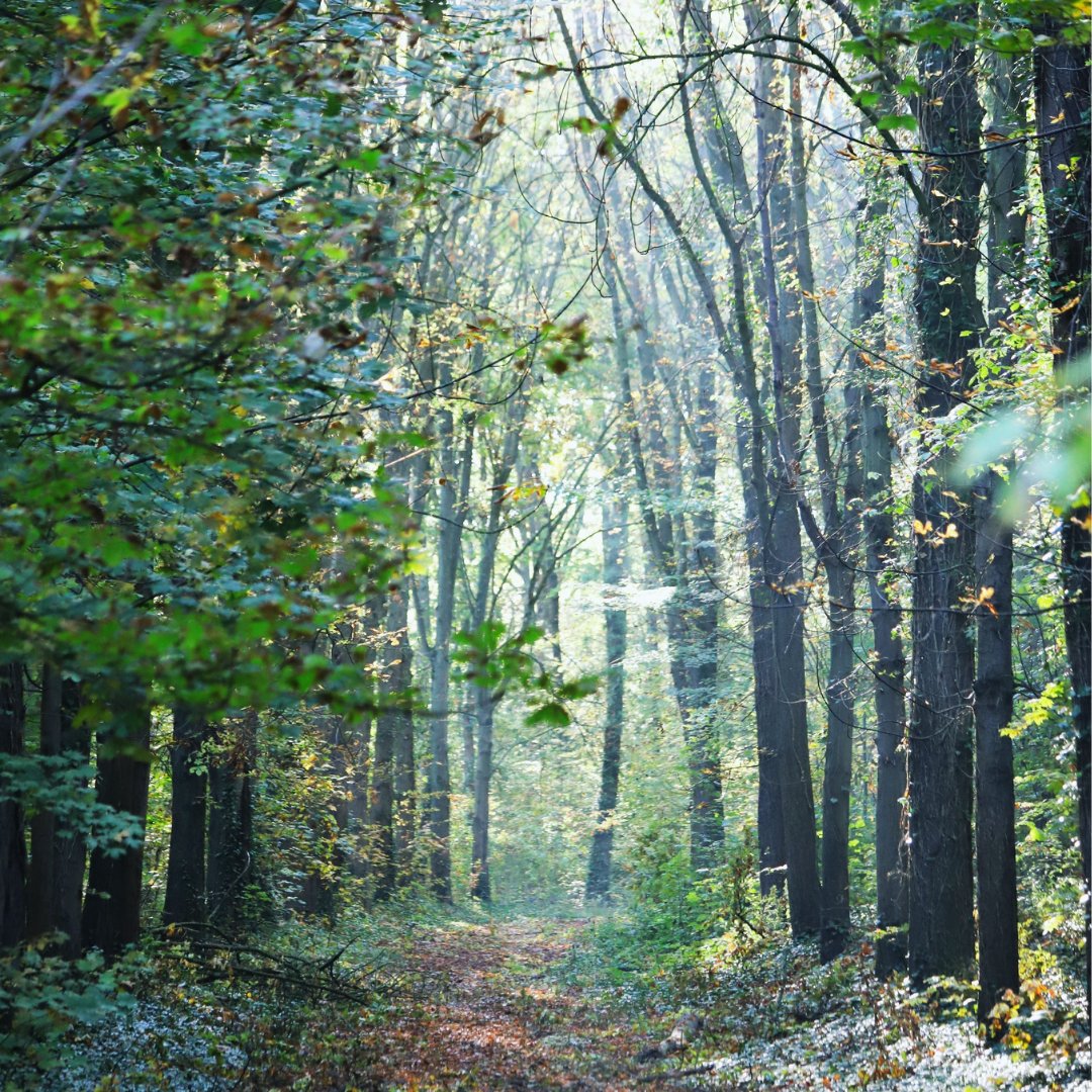 GroupeRocher's tweet photo. 🍁 Finir la semaine en #nature !🍂 Nous adorons la saison de l'#automne, se balader dans la forêt et écoutez le craquement des feuilles mortes sous nos pieds.
#GroupeRocher #ReconnectPeopleToNature #Fallvibes #MissionDrivenCompany #EntrepriseAMission https://t.co/fTkKvdIaAt