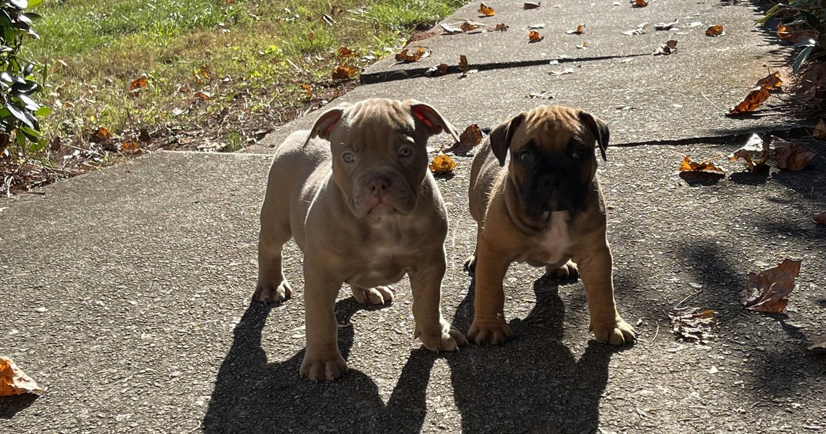 JUJULASHUN's tweet photo. 5 Male AMERICAN POCKET BULLY PUPS AVAILABLE ❗️ 👀 for new 🏡 hit me for more info  
#bullybreeds #bullies #bullylife #bullypride #bullylovers #doglovers #dogperson #twitterdogs #bullyworldwide https://t.co/chIOEcHs15