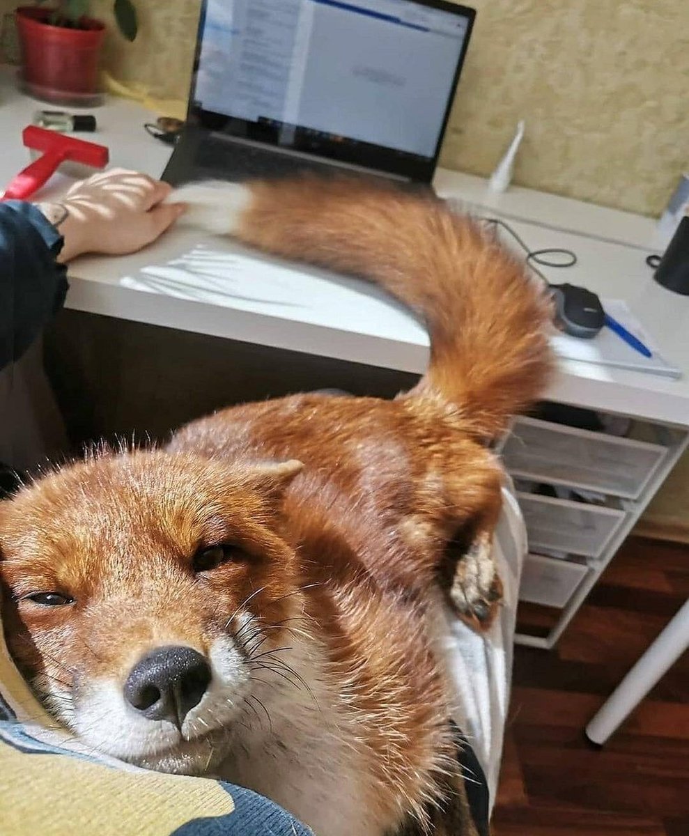 Get away from the computer

#dailyfox