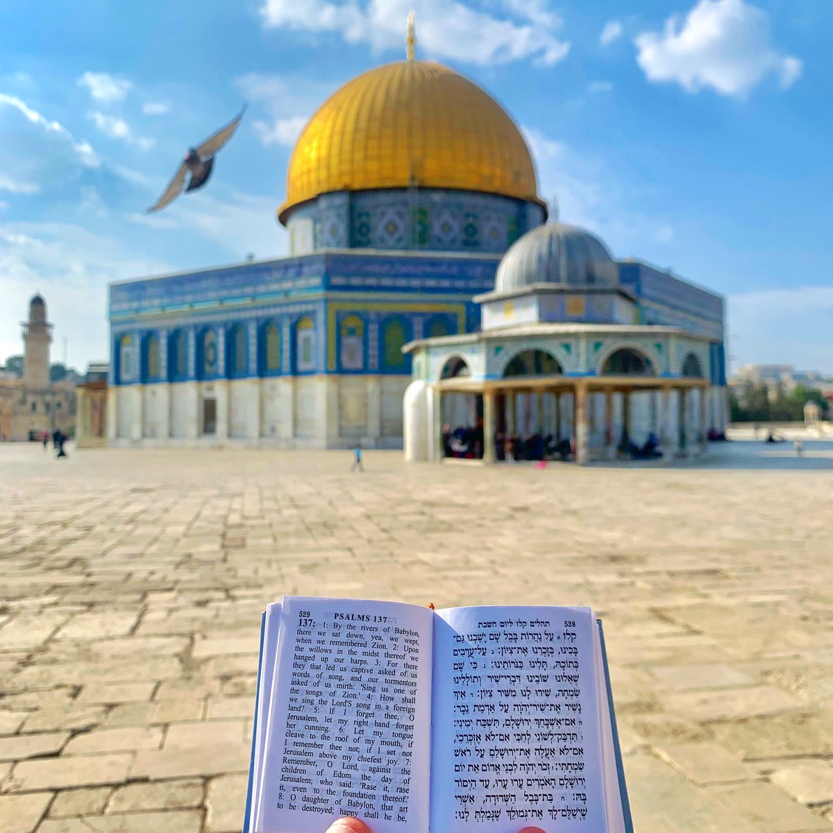 Noam_Chen's tweet photo. אם לא נחזור לשלוט *באמת* בהר הבית, לא נראה סוף לטרור בבירת המדינה. 
תמונה שצילמתי בשבוע שעבר, כשקראתי פרקי #תהילים במקום הקדוש ביותר ליהדות, דבר שבאופן שערורייתי ומרתיח הינו אסור ליהודים. הגיע הזמן לתקן את טעויות העבר! #הרהבית https://t.co/c2kSujdSCN
