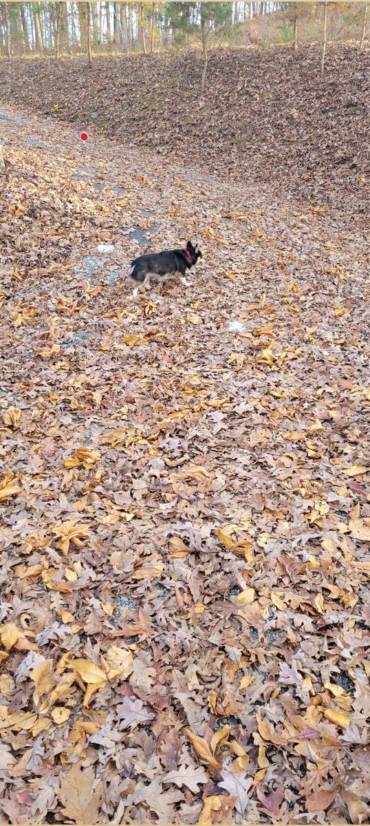 Cahillmomof6's tweet photo. A little cabin coffee on a crisp morning. Time for a little porch sitting while watching the corgi play in the leaves. I think we both have more energy in the mountains.💖 #HiImYourWife #CallMeMom #FlipFlopGirl #Blessed #ThanksgivingBreak2021 #FamilyTime #EducatorsLife #Recharge https://t.co/ZUPqLv0Xlk