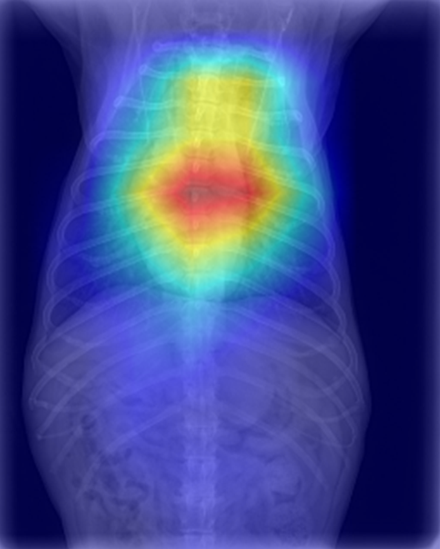 ButterKaffee's tweet photo. We've developed an AI radiology system for pets and ran it for months in shadow deployment to assess its performance and robustness under real world conditions. We share our results in:
https://t.co/dkW0vQh2Rt
Joint work with 
@Antech_Diagnost 
@mattlungrenMD
@soin_arjun
 [1/6] https://t.co/jiAjmxOdFQ