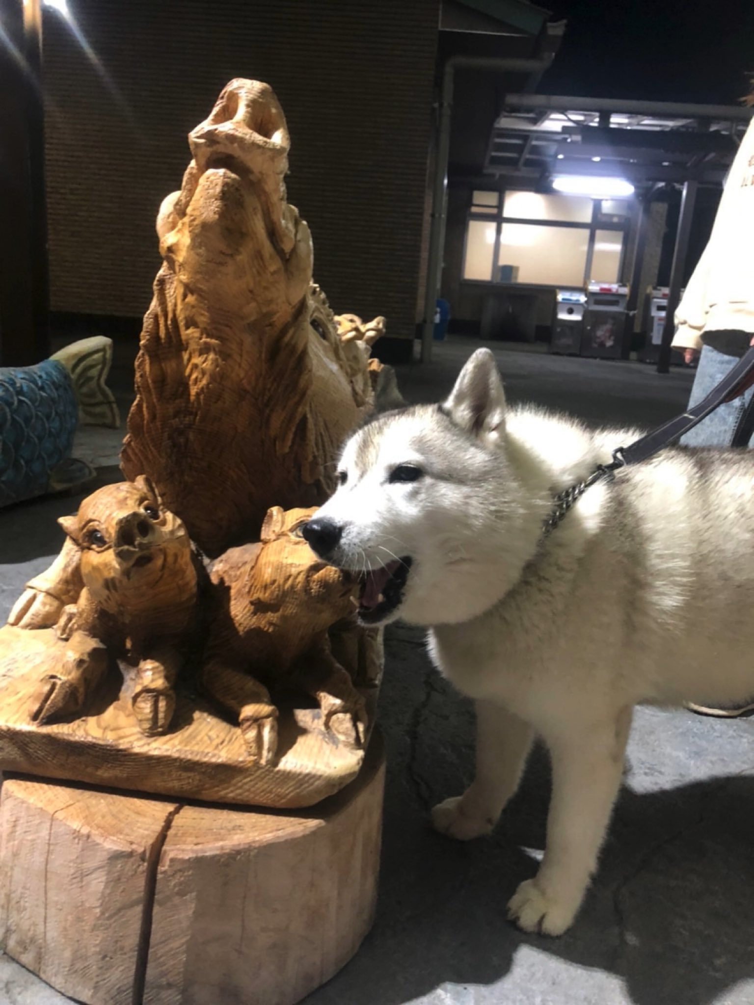おんな野良 Agxrc Twitter
