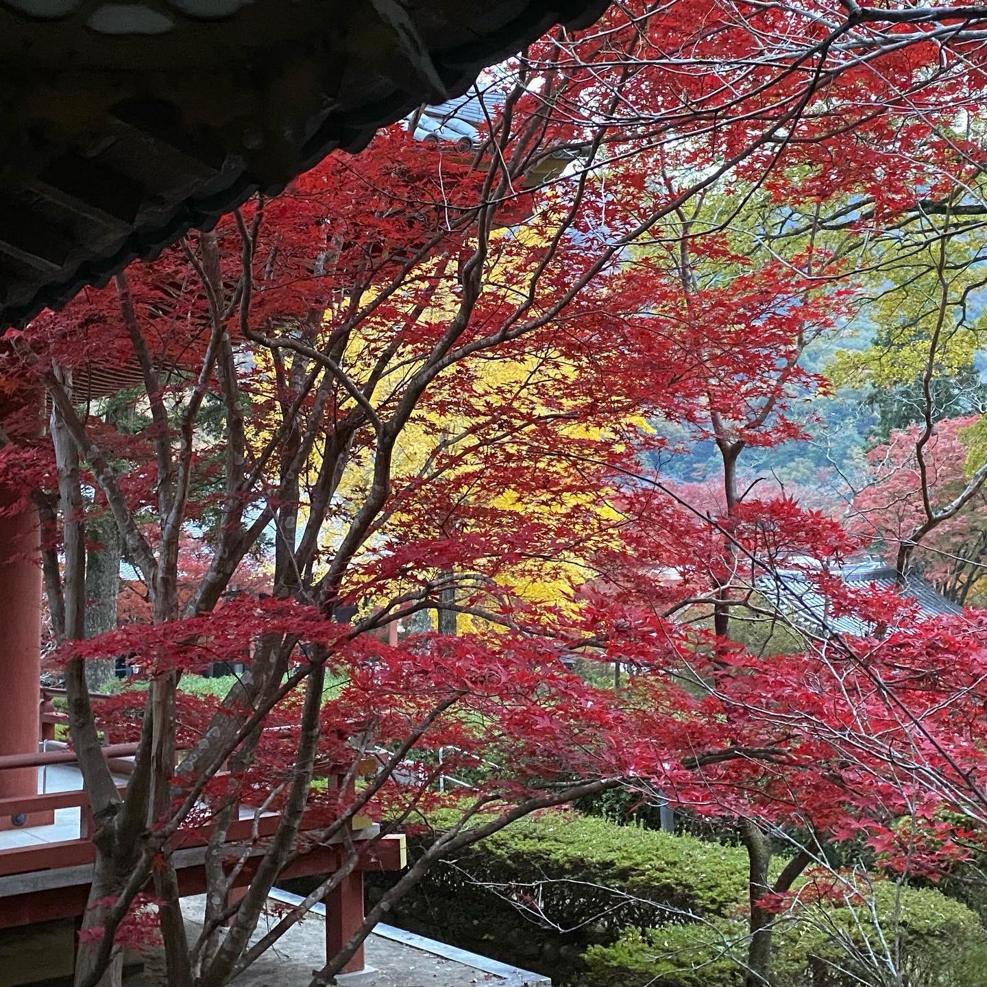 久安寺 久安寺です 沢山のご参拝の方々に感謝です 紅葉見頃です 明日は雨模様ですね 23日祝日 晴れてほしいです 文化財公開 大般若経転読法要 紅葉 紅葉スポット もみじ寺 久安寺 池田市 高野山真言宗 関西花の寺 西国薬師霊場