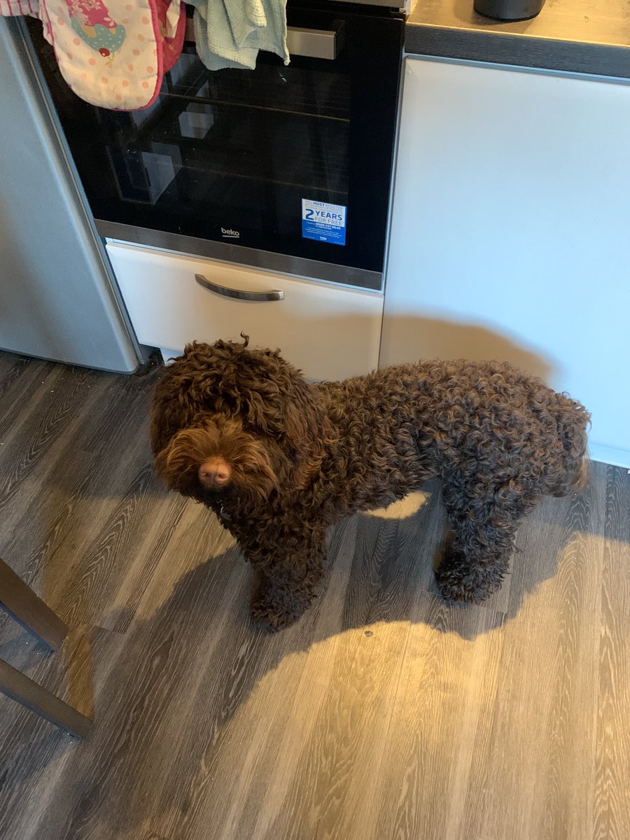 mr_jamesbeck's tweet photo. This is the SIXTH year we’ve done this but the first with our new sous chef, Otis. 

Will he be a help, or a hindrance? He already seems very keen on the beef. 

Ready? Then #LetsPie. https://t.co/c8Oa4P18pU