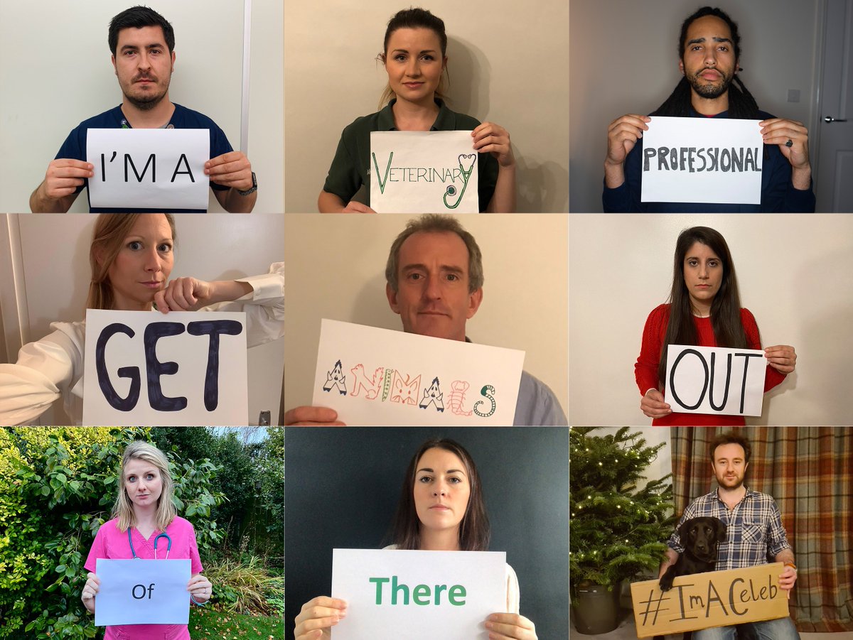 As #ImACeleb gears up for tonight, a reminder of  huge concern across #TeamVet about treatment of animals year after year. There’s no justification for insects, rats and reptiles suffering in the name of ‘entertainment’ – please join our calls for <a href="/ITV/">ITV</a> to #GetAnimalsOutOfThere