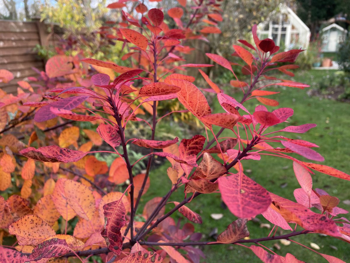 DavidGMaxwell's tweet photo. Some plants come into their own just before they go to sleep for #winter #continus https://t.co/izKLO1QKFw