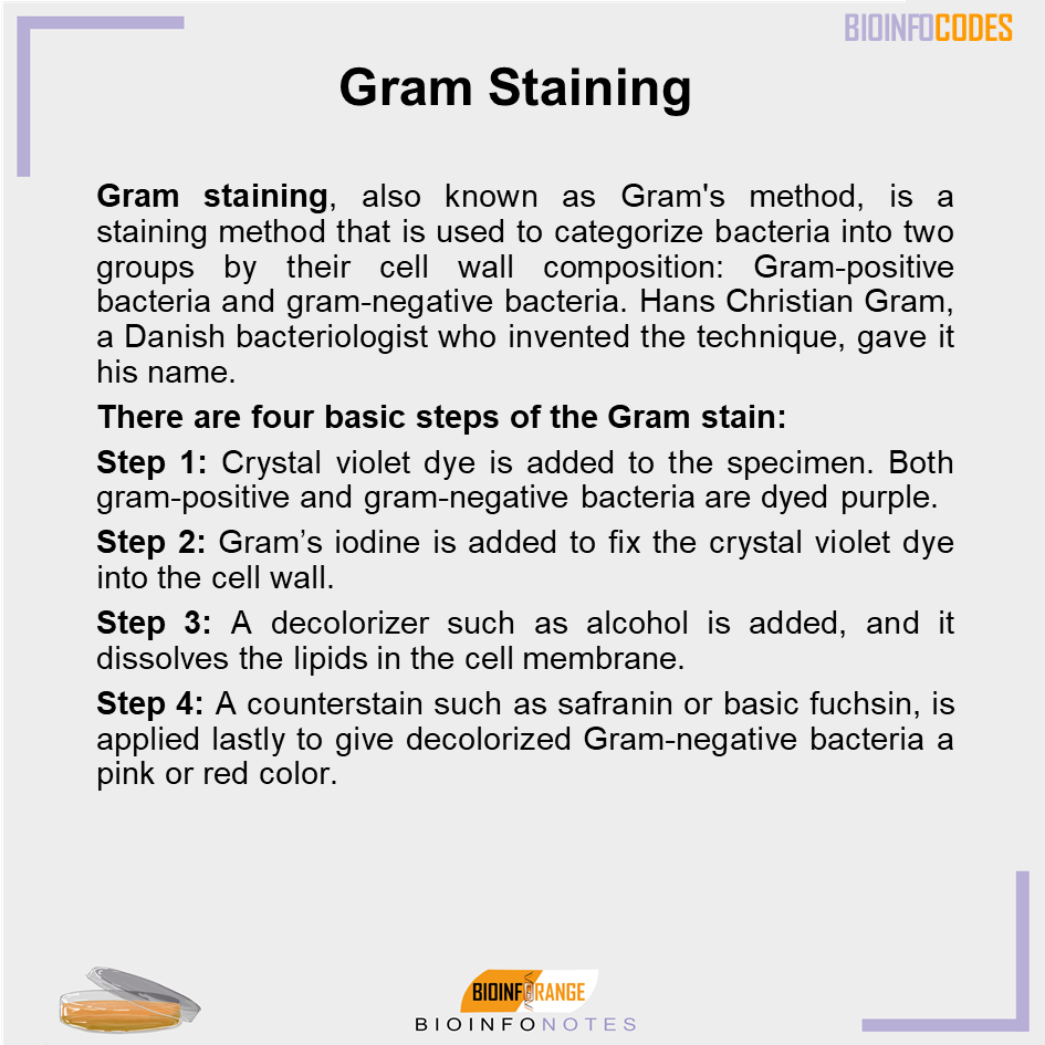 Our new #bioinfonotes about Gram Staining has been published ! #biology #science #biologynotes #gramstaining #primarystain #mordant #counterstain #grampositive #gramnegative #bacteriologist #method