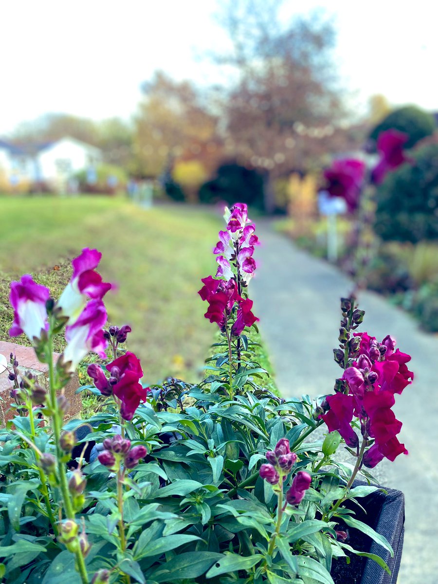 🍁 Our #hospice garden is looking beautiful in the autumnal sunshine as we countdown the hours to this afternoon’s Lights of Life service.

ghhospicecare.org.uk/events/lights-…