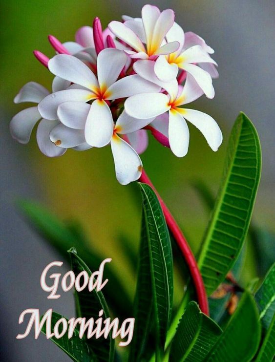 FreedomFarm2011's tweet image. Good morning! Due to the rain this morning, we will be waiting until this afternoon, about 2pm to do our live stream from the Farm, going to let the sun come out and warm up a bit. Thanks so much and hope to see you virtually!