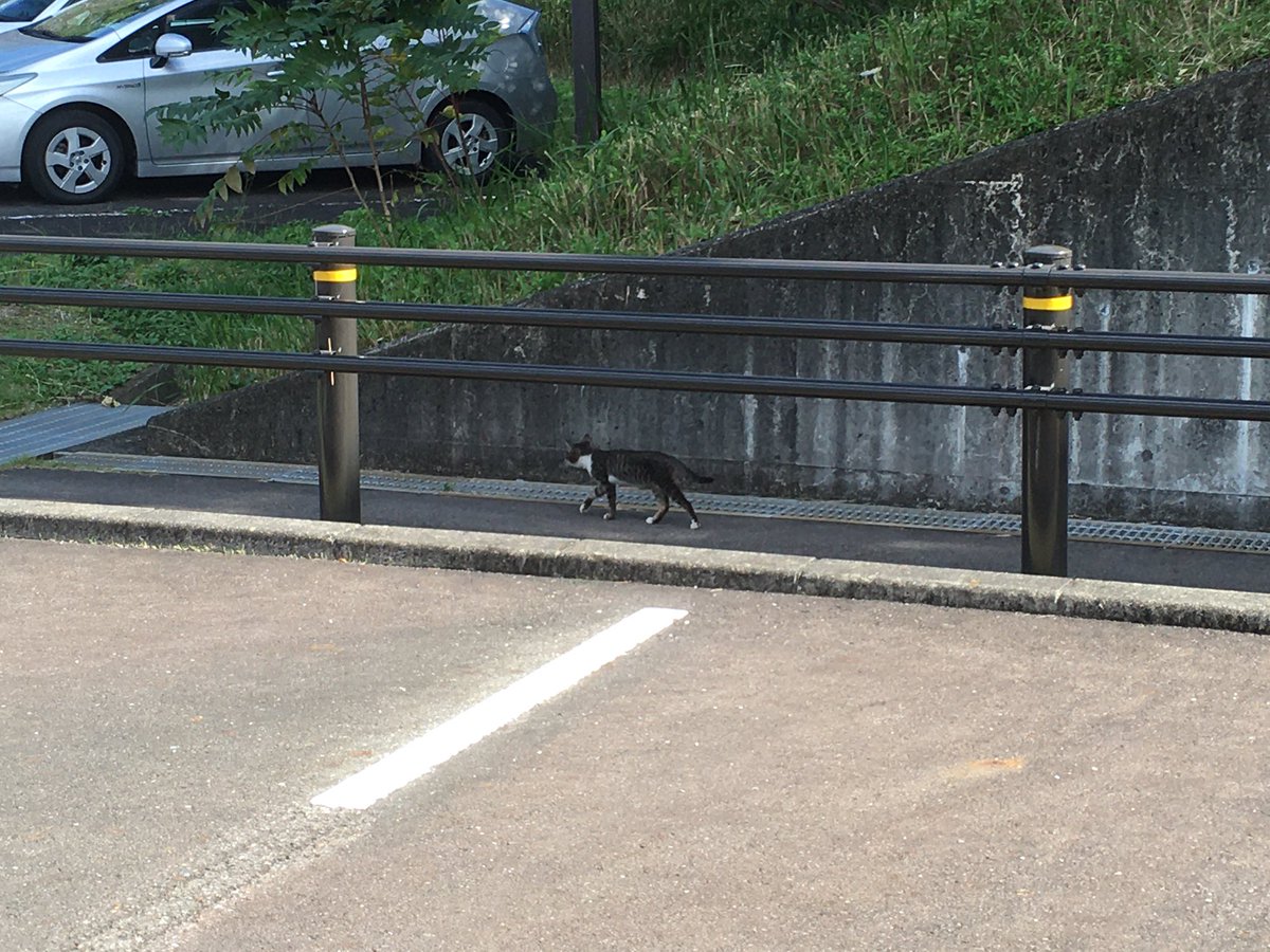 脱法（合法）ちくわ財団 tweet media