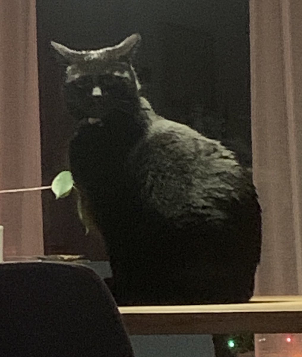 Þessi svipur er ástæðan fyrir því að hann Tómas minn er of þungur (að mati dýralæknisins). Þarna er aðeins farið að sjást í botninn á matardallinum.