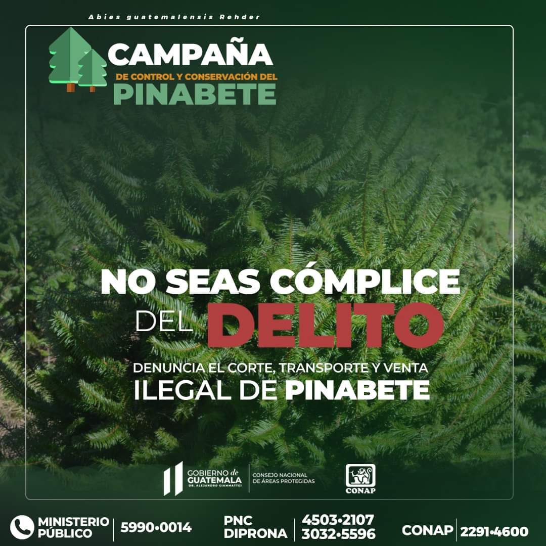 CONAPgt's tweet photo. ¡Protejamos los bosques de Pinabete!

🔴Denuncia el corte, transporte y venta ilegal de #Pinabete 🌲.

#CompraLegal #CompraConMarchamo
#ÁreasProtegidasGT #DiversidadBiológica #PinabeteConMarchamo #CONAP https://t.co/X3K2wHyctA