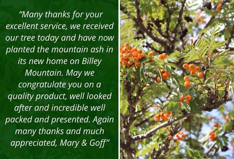 AshridgeTrees's tweet photo. Testimonial from a customer who ordered a Mountain Ash tree... #mountainashtree #sorbusaucuparia #rowansaplingtrees #ornamentaltrees #treeplanting #standardtrees #bareroottrees #environment #sustainability #planting #gardening #treesupplier https://t.co/qE7grsMs1M