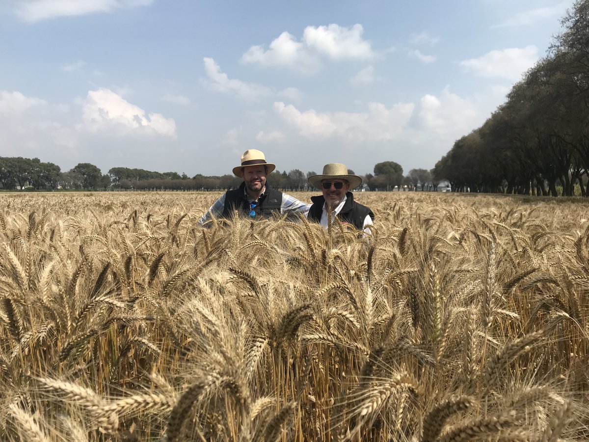 #Triticale is a great crop, a warrior: tolerates frost, resists fungus, not very demanding of water #waterfootprint, good and productive grain for livestock, high and nutritive biomass for silage, hay or grazing. Created and improved in @CIMMYT, Karim Ammar the geneticist 🧬