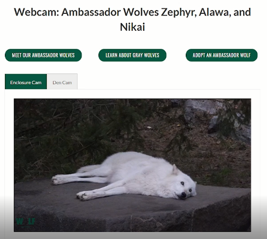 UConnBehavior's tweet photo. Our group chose to do an observational study on wolf social behaviour in captivity. We've been watching the wolves at the International Wolf Center and the Wolf Conservation Center, please check them out!
#uconneeb #uconneebclass #uconnbehavior 
@IntlWolfCenter
@nywolforg https://t.co/Rmzu9kqBd2