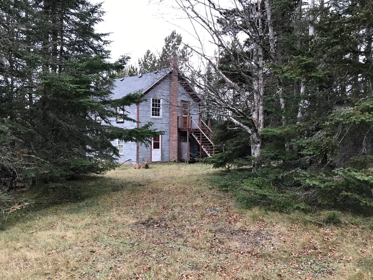 SilverIsletCamp's tweet photo. Another dear deer 🦌 big buck visitor to President’s Point
Photo credit: Paul Morralee https://t.co/KoYWr03FCY