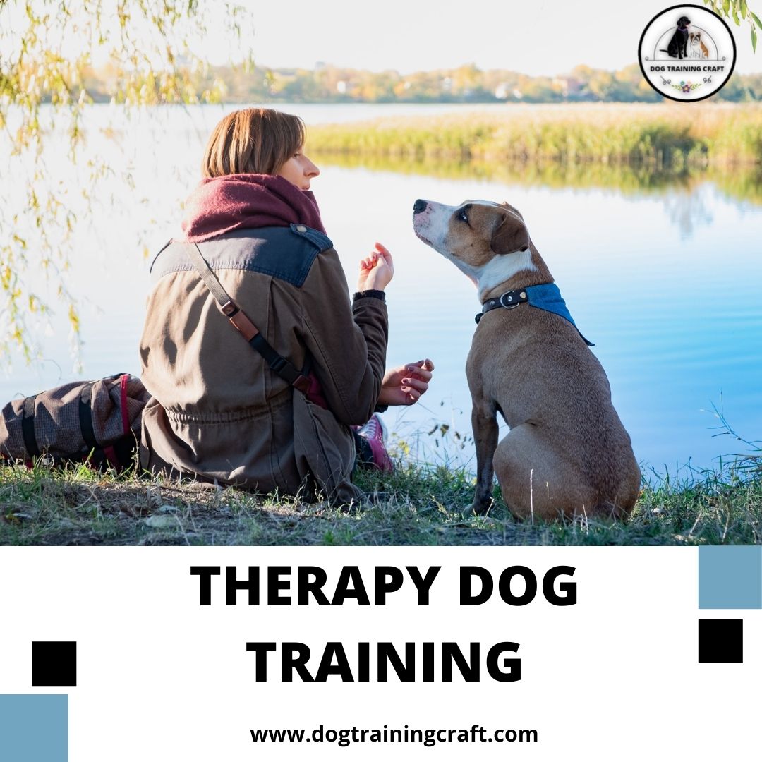 Therapy dog #training is very popular in medical facilities, mental institutes, retirement homes, and nursing homes. These dogs are trained to provide love, avoid loneliness and give companionship. 
dogtrainingcraft.com/therapy-dog-tr… 
#dogs #dogtraining #TherapyDogTraining #dogsoftwitter