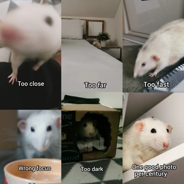 rat